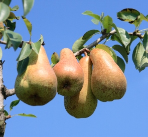 Az augusztus a következő termés hónapja