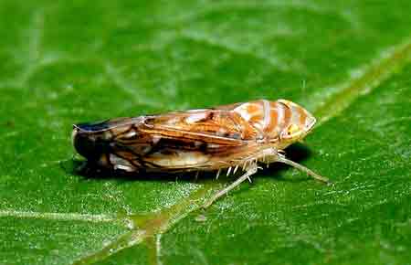 Vérdíj az amerikai szőlőkabóca fejére