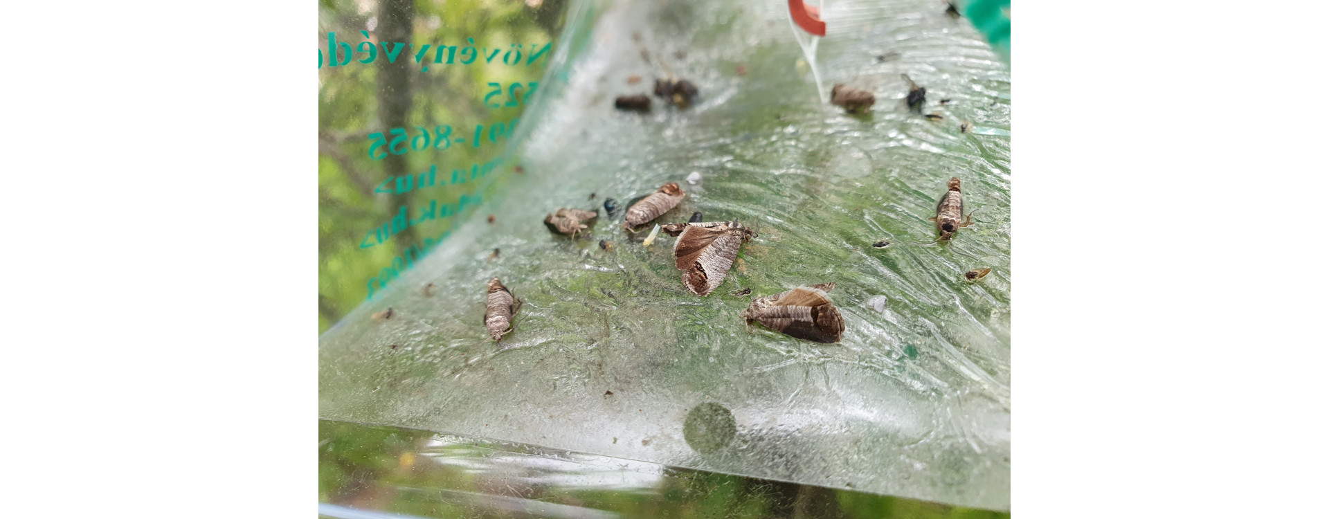 2021. évi 13. növényvédelmi felhívás – Zsigó György