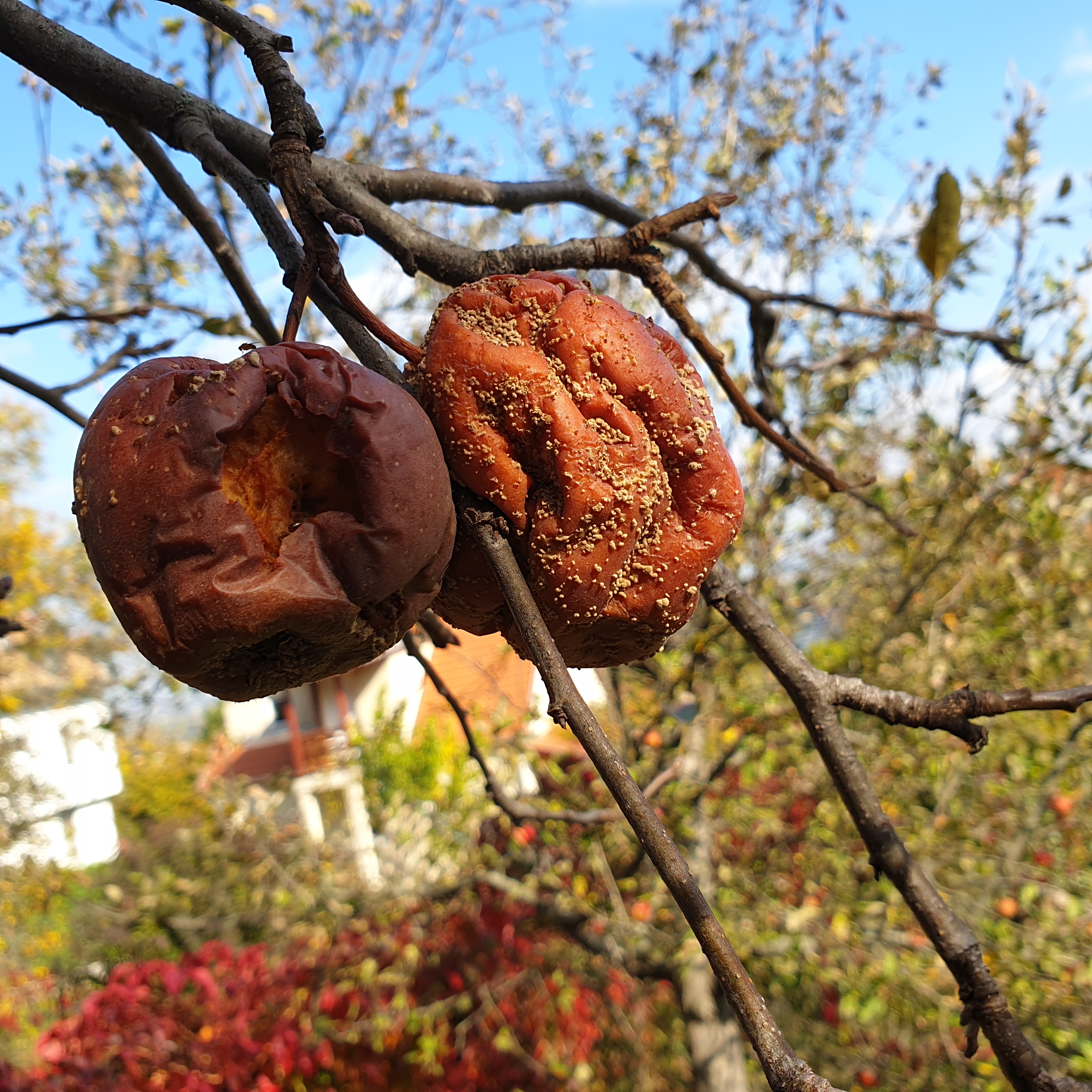 2021. évi 23. – idei utolsó – növényvédelmi felhívás – Zsigó György