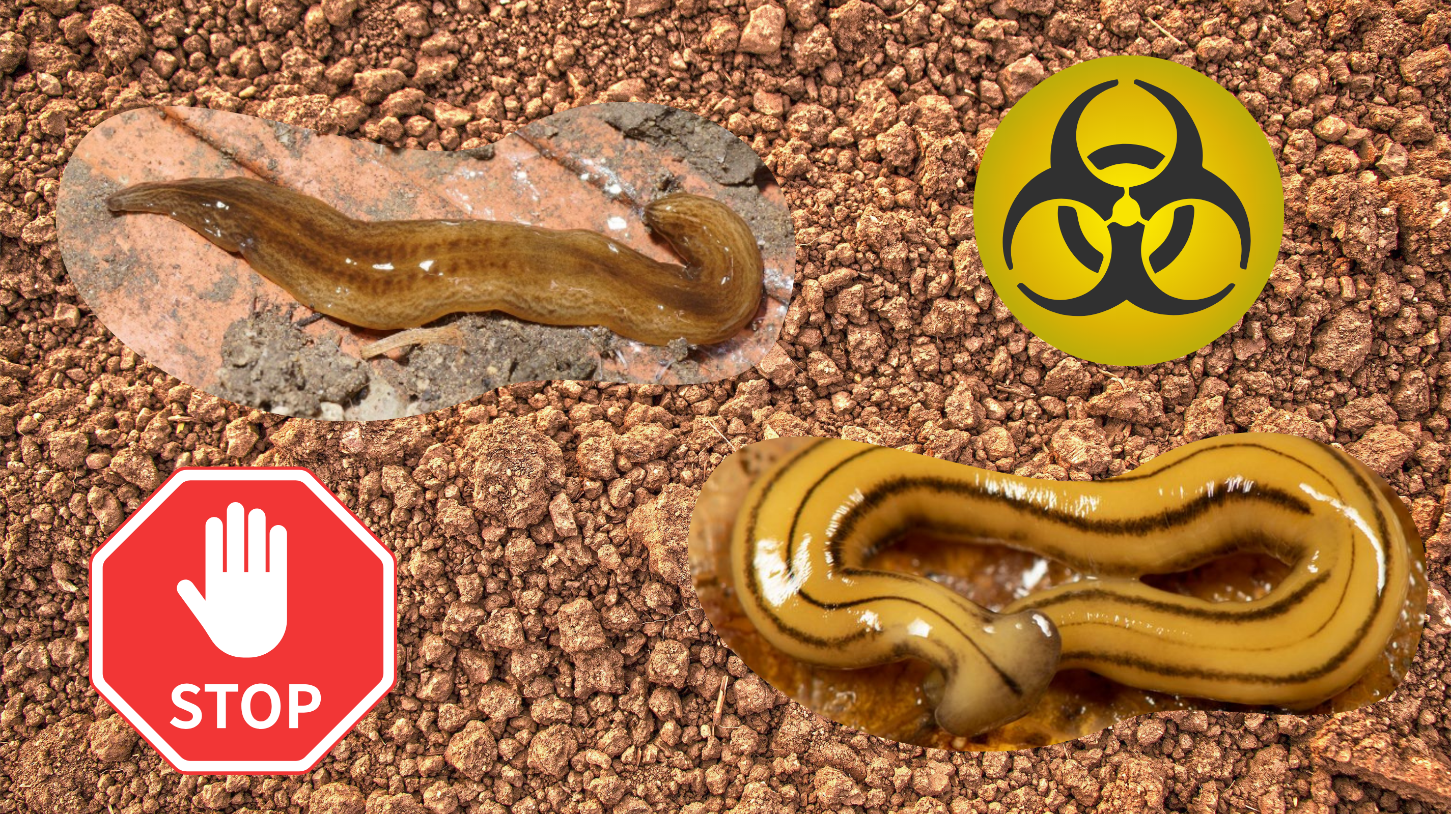 Két ragadozó húsevő laposférget találtak hazánkban