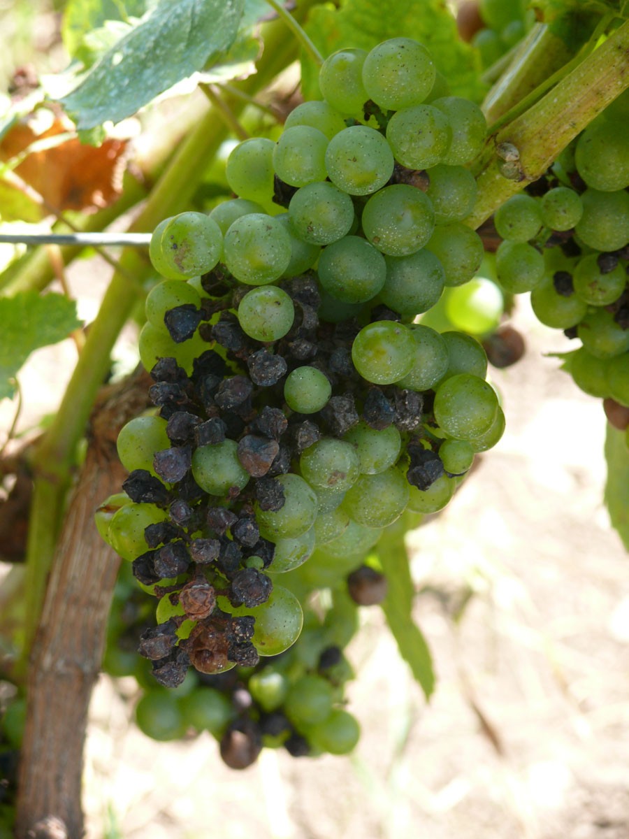 Növényvédelmi teendők – 2013. május 31-június 6.