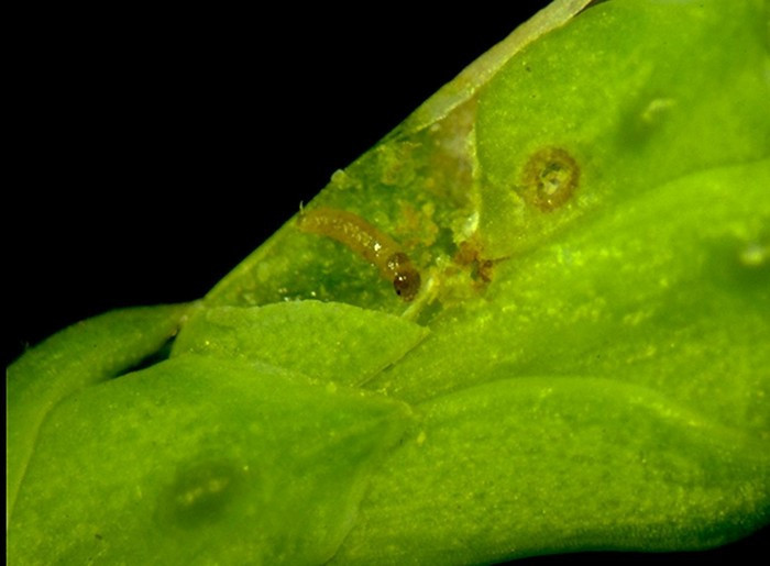 Növényvédelmi teendők – 2018. szeptember 28. – október 5.