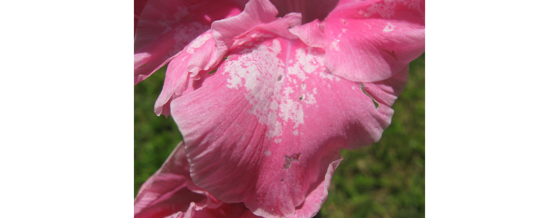 Növényvédelmi teendők – 2019. augusztus 22-28.