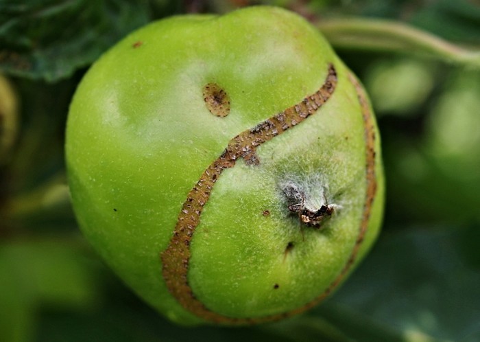 Növényvédelmi teendők – 2018. május 12-18.