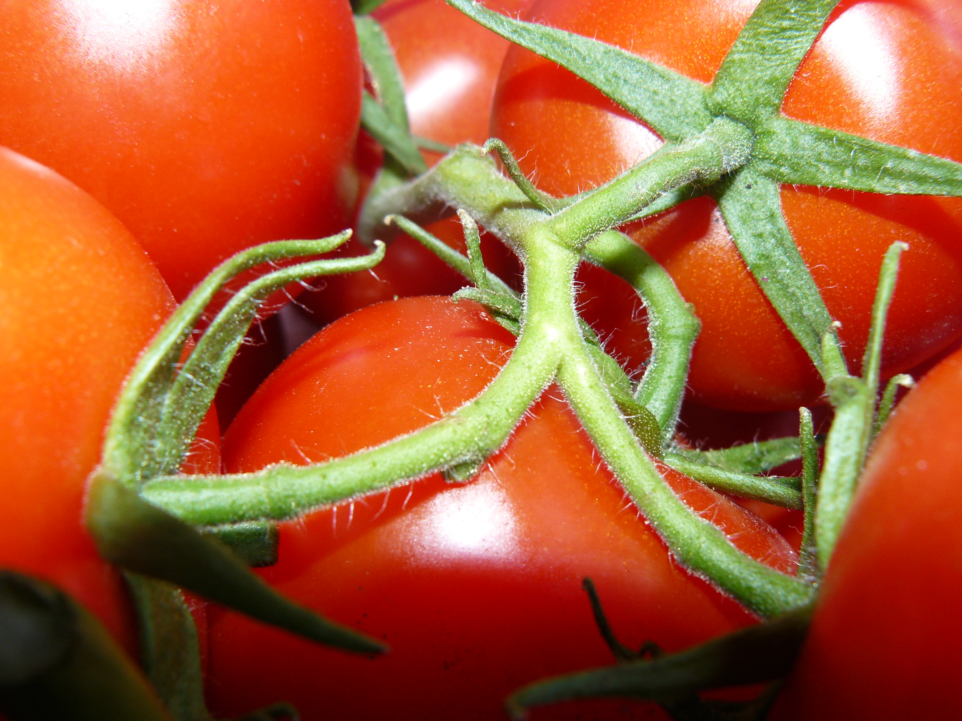 A tápelem felvételi zavarok okai