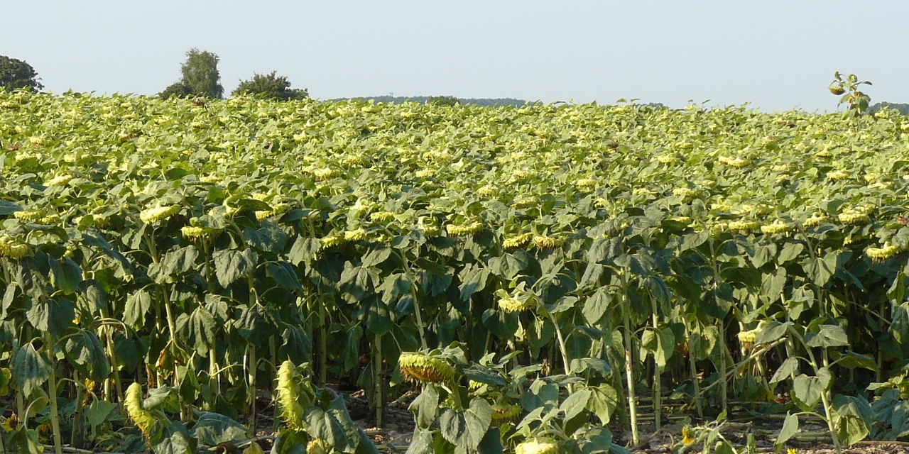 A Cosmos 500 FS, visszavonva