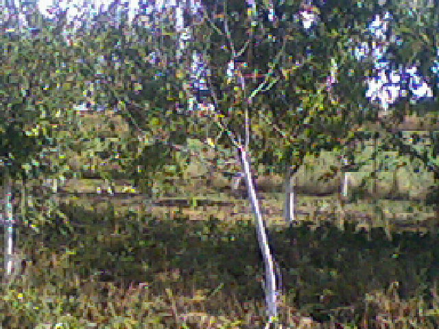 Télen  és  tavasszal a  gyümölcsösben