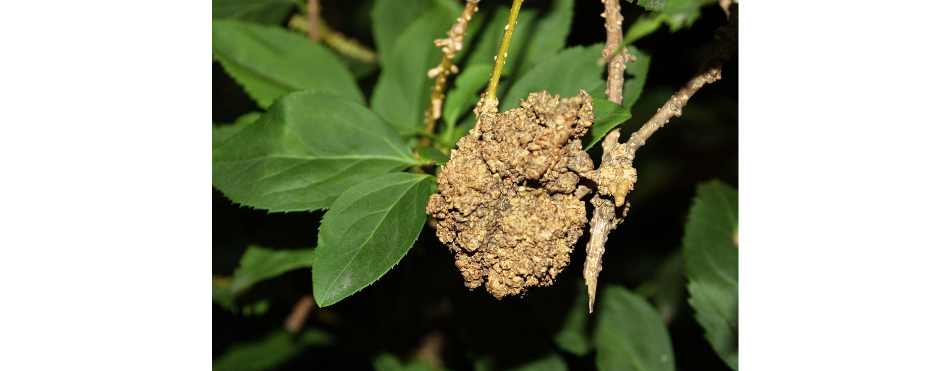 Növényvédelmi teendők – 2019. augusztus 1-7.