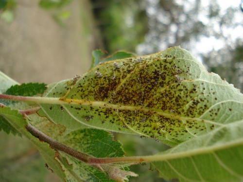 2022. évi 8. növényvédelmi „kártevő rovaros” felhívás – Zsigó György