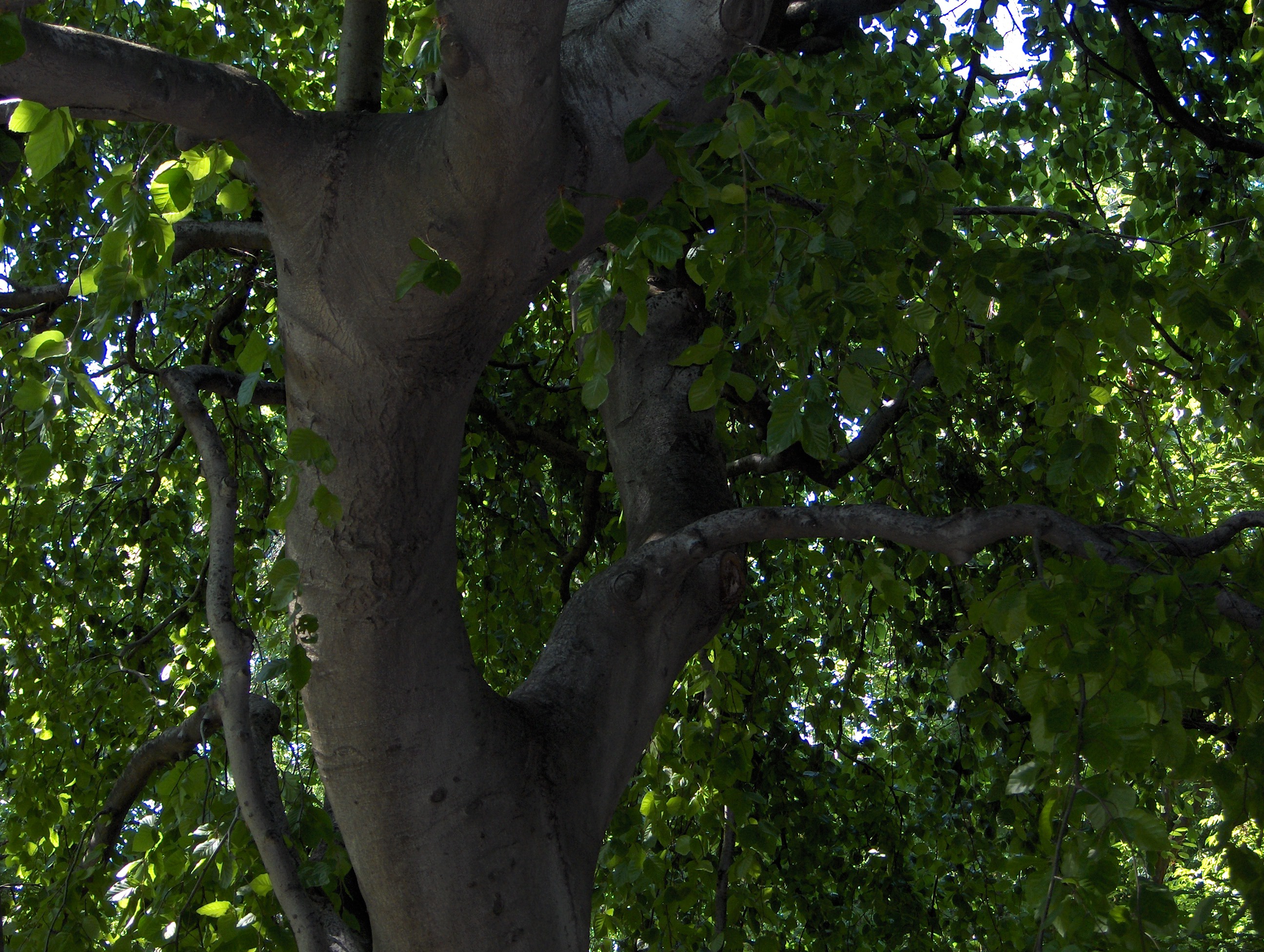 Pollenkoncentráció lecsökkenésével, nyugodtabban lélegezhetünk