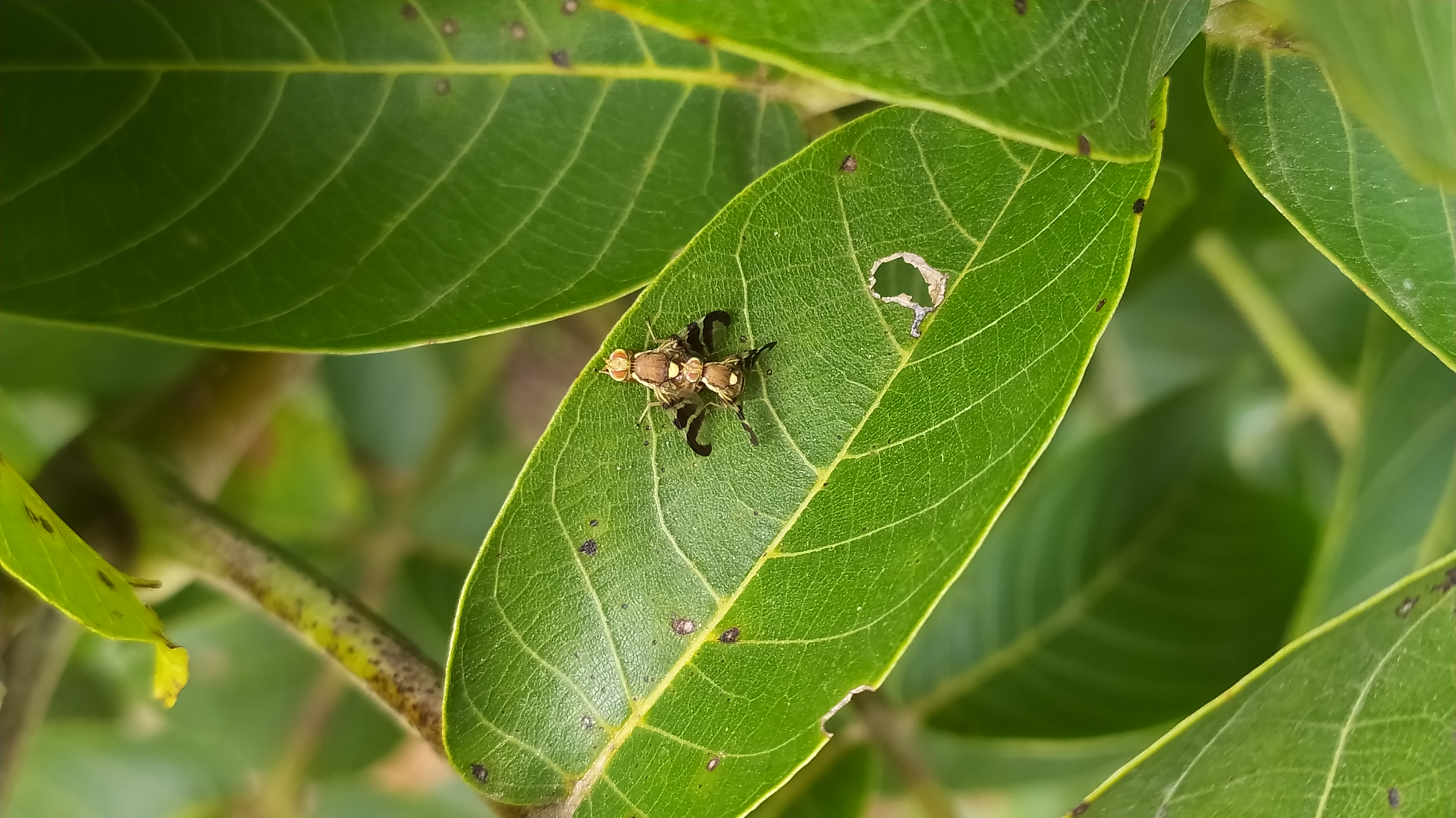 Növényvédelmi teendők – 2021. augusztus 19-25.