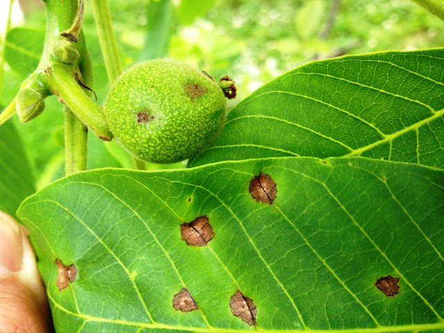 Zsigó György – Hasznos közlendők kertbarátoknak – 2014/13