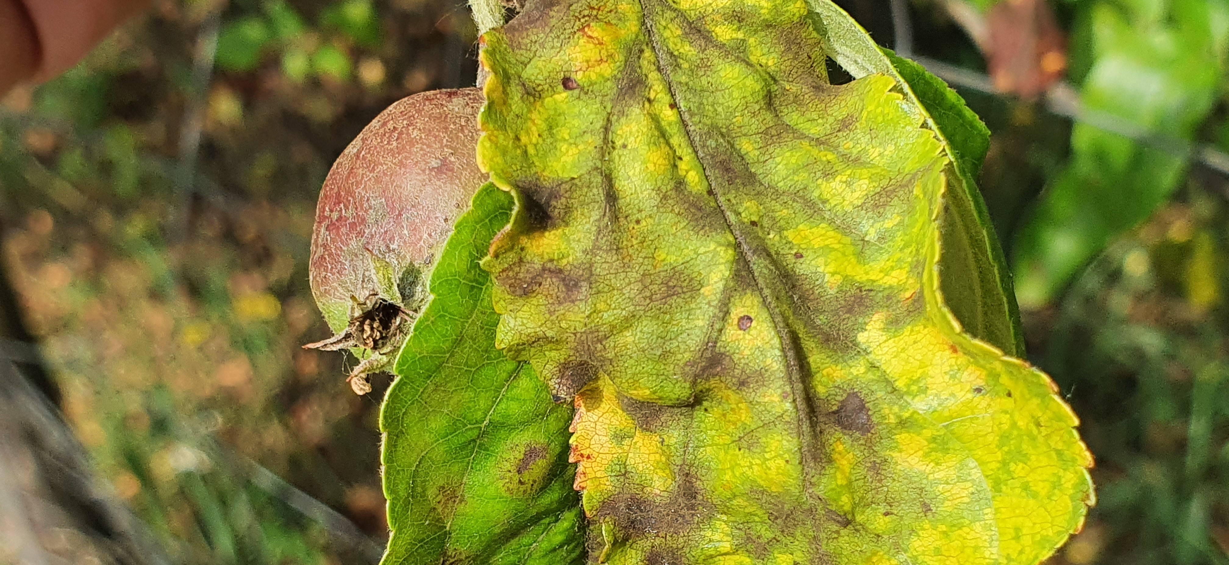 2023. évi 5. – varasodásos – növényvédelmi felhívás – Zsigó György