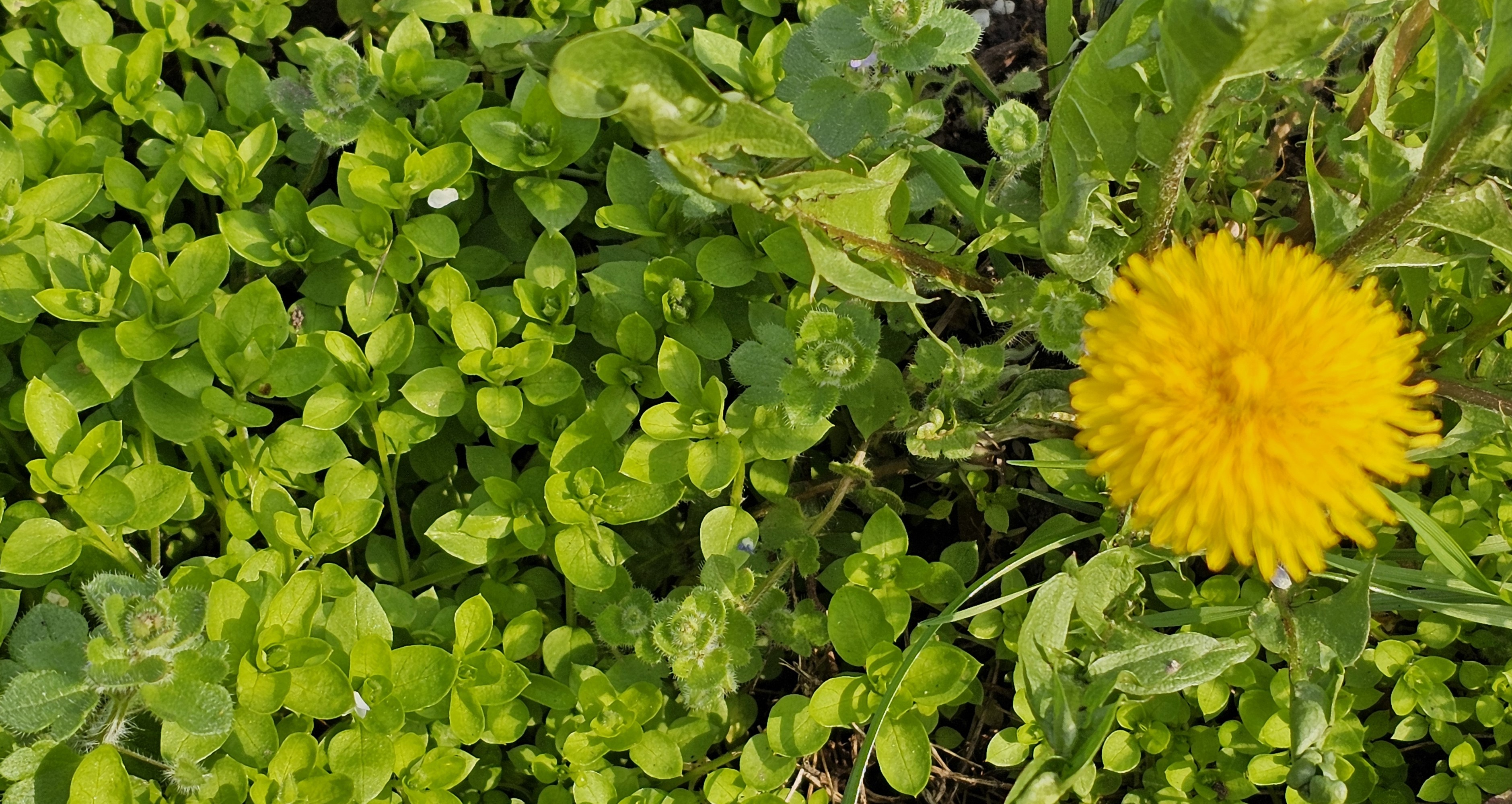 2024. évi 3. növényvédelmi felhívás