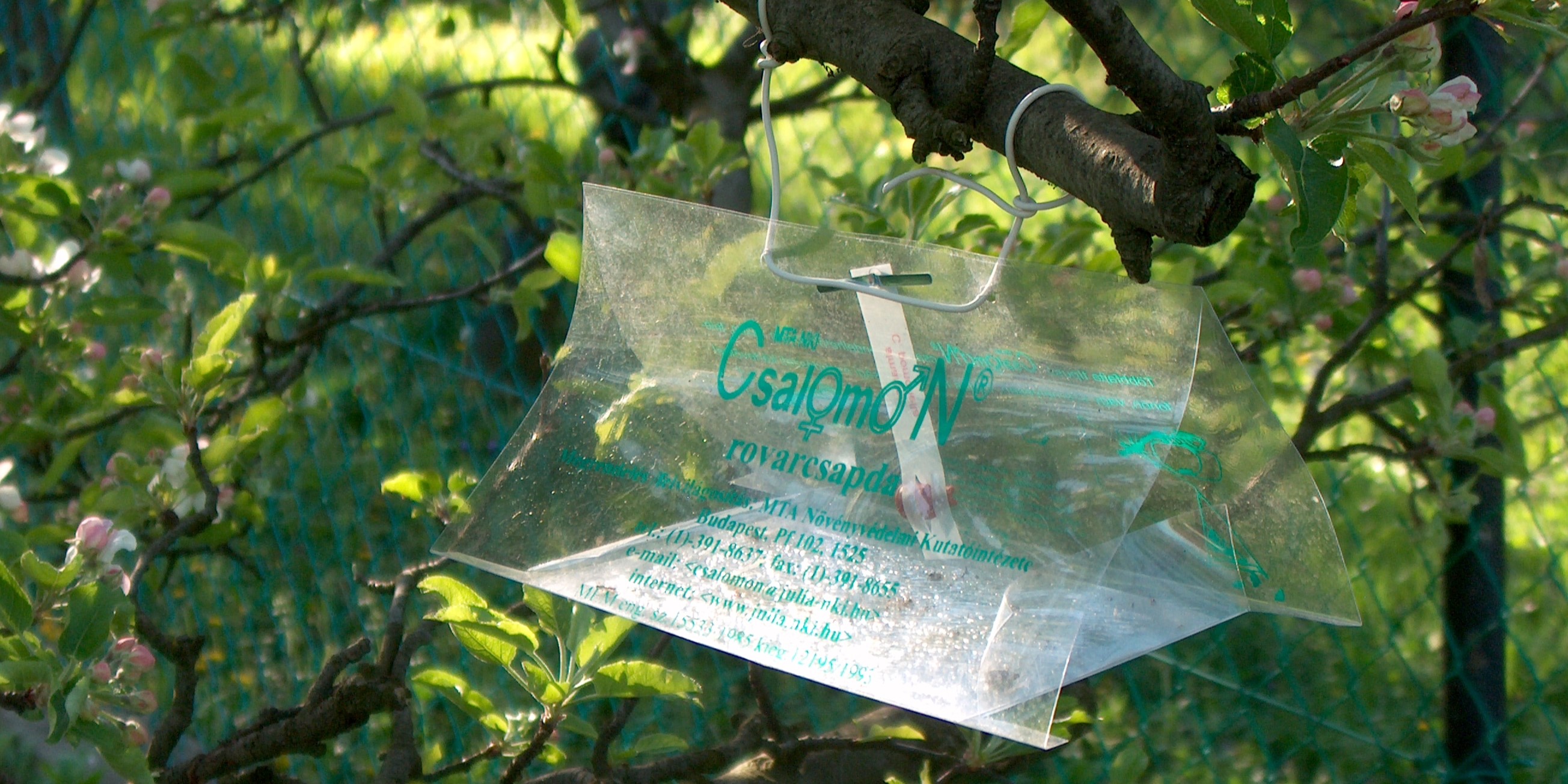 2024. évi 10. – csapdázásos – növényvédelmi felhívás