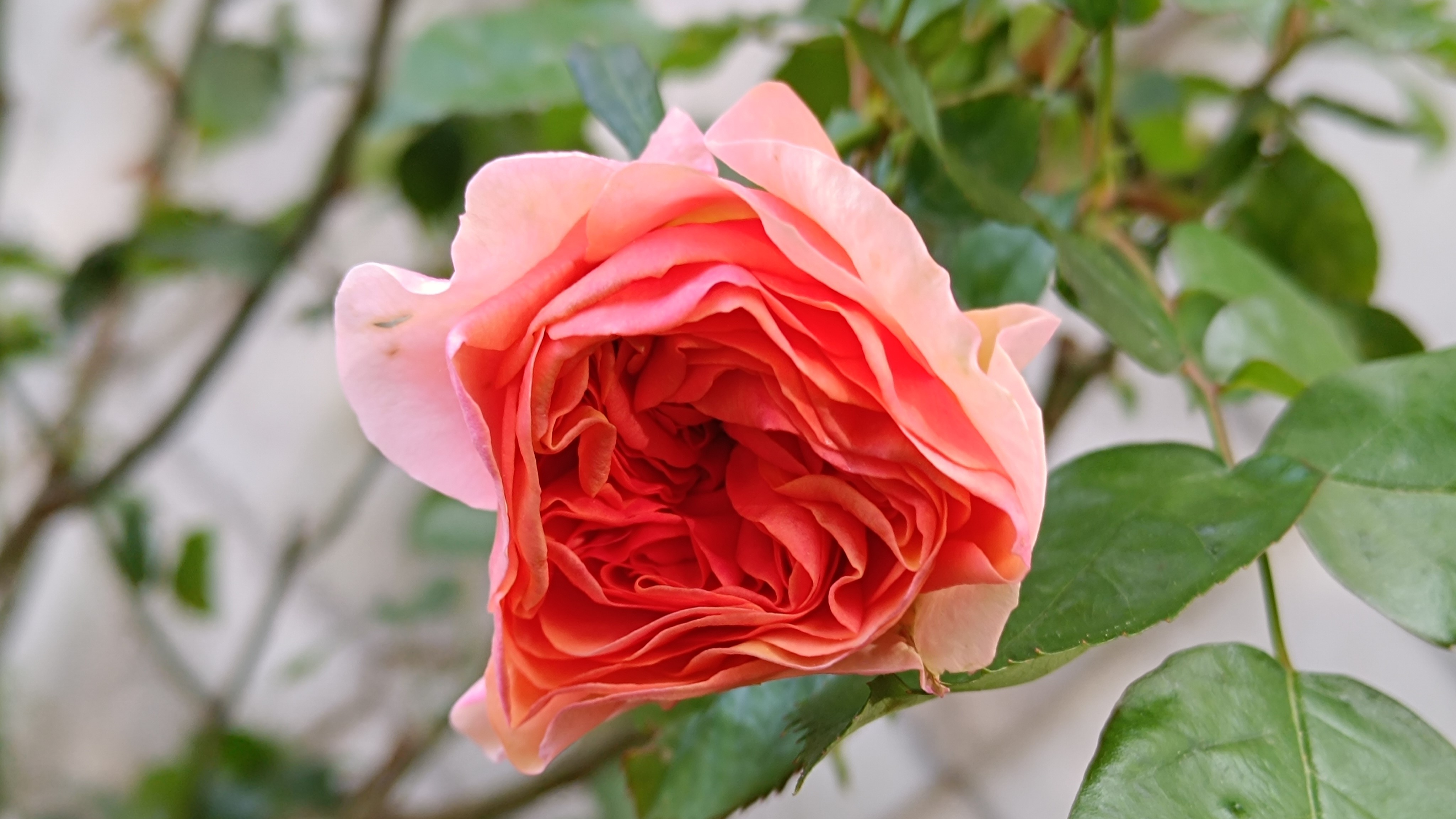 Növényvédelmi teendők – 2024. április 4. hét