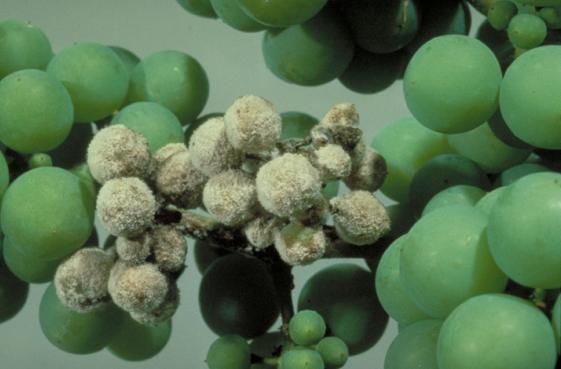 Növényvédelmi teendők – 2013. június 21-27.