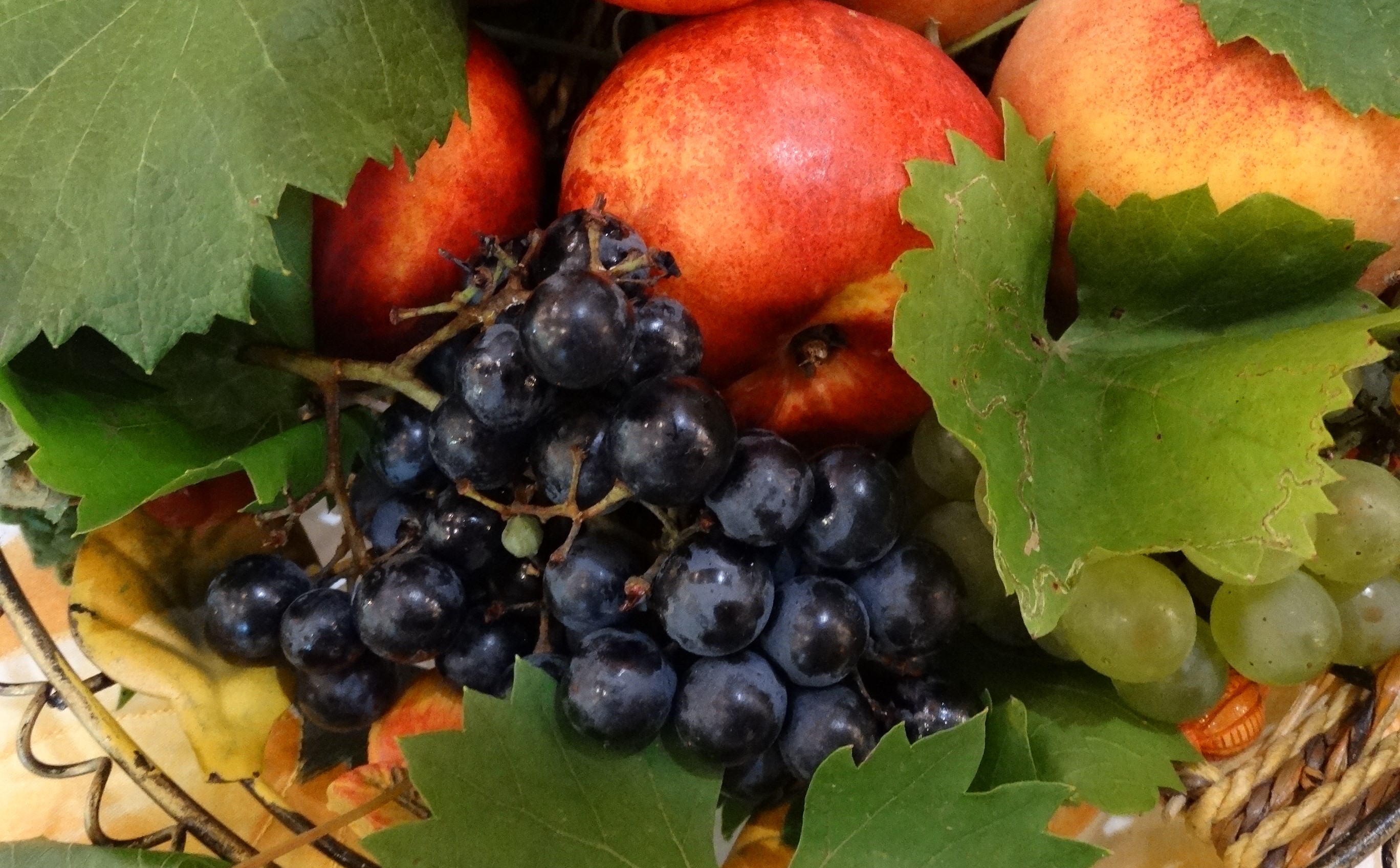 Növényvédelmi teendők – 2023. október 1. hét