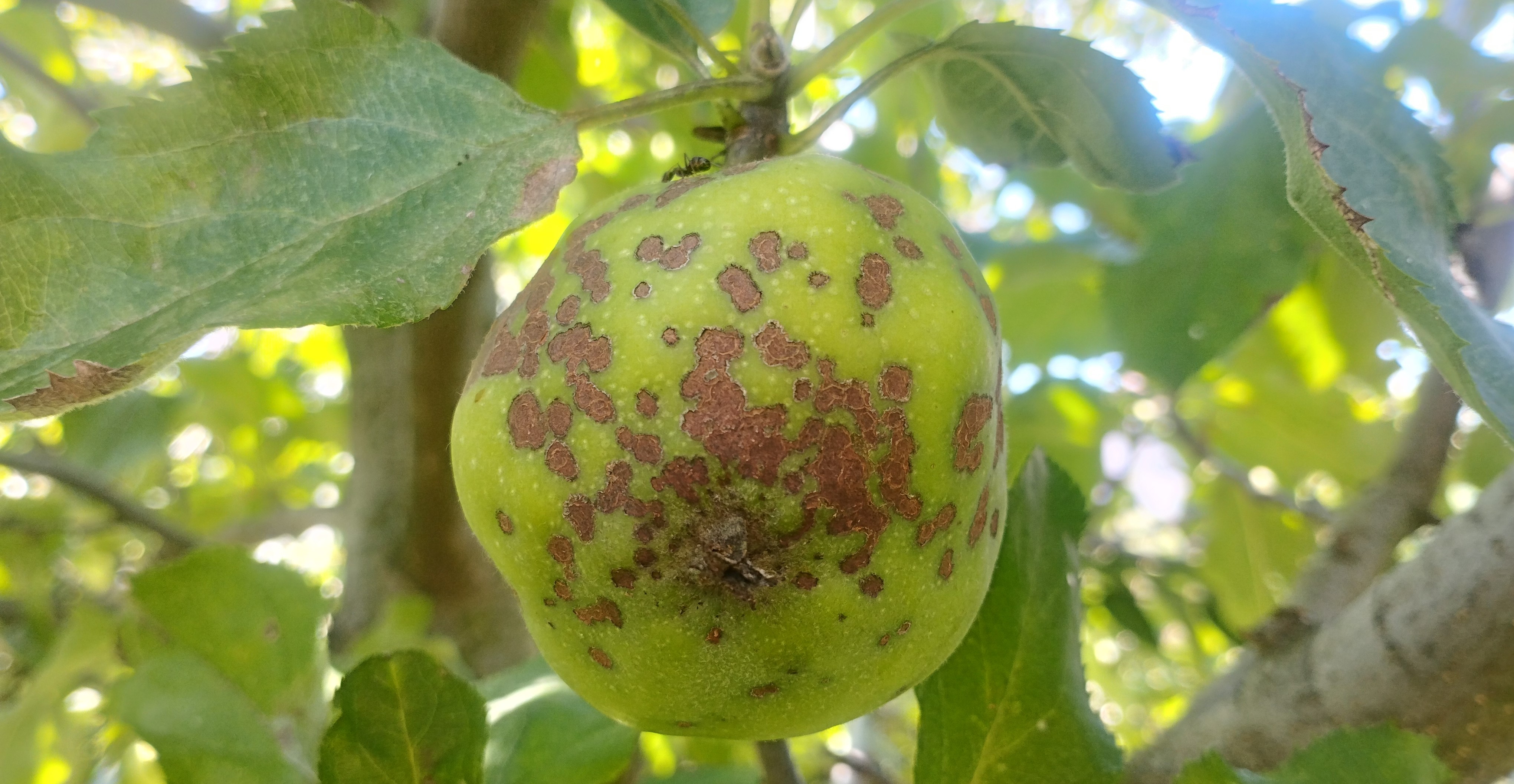 Növényvédelmi teendők – 2023. augusztus 2. hét