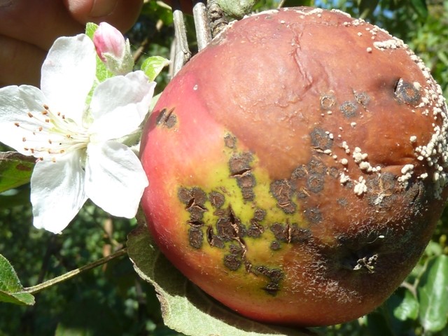 Zsigó György – Hasznos közlendők kertbarátoknak – 2014/19