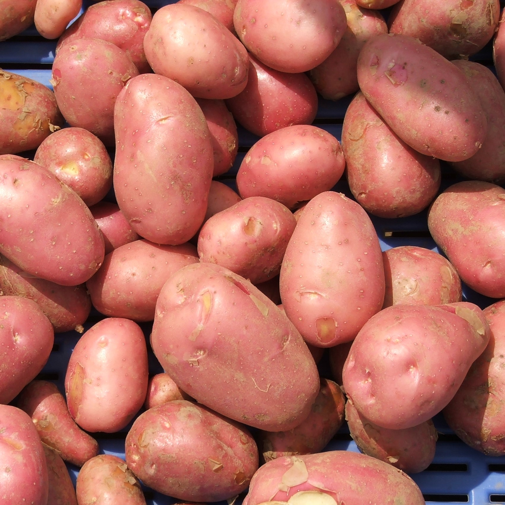 Válasszunk burgonyafajtát