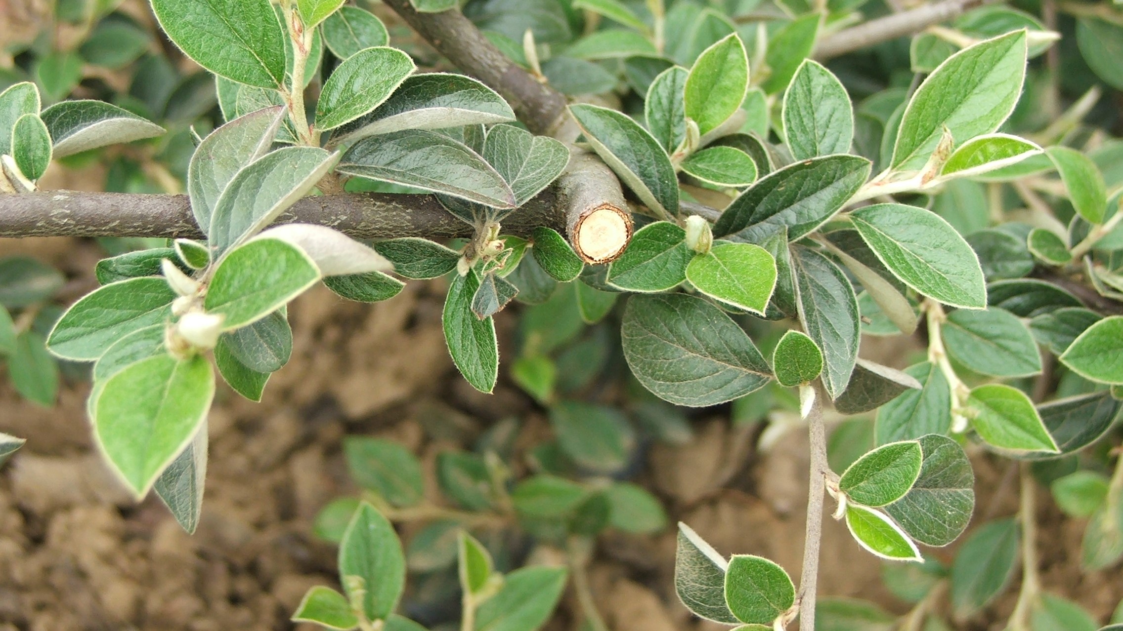 A jövő örökzöld sövénynövényei