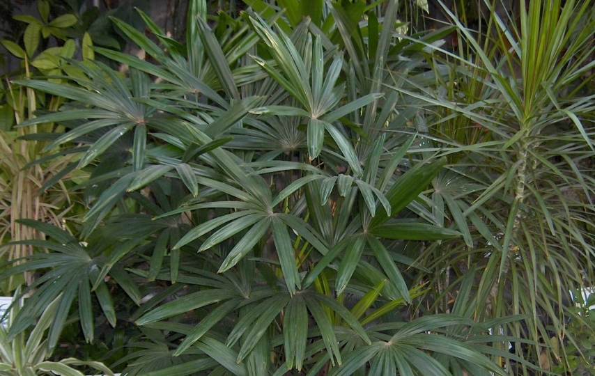 Levéldísznövények gyakori kártevőiről