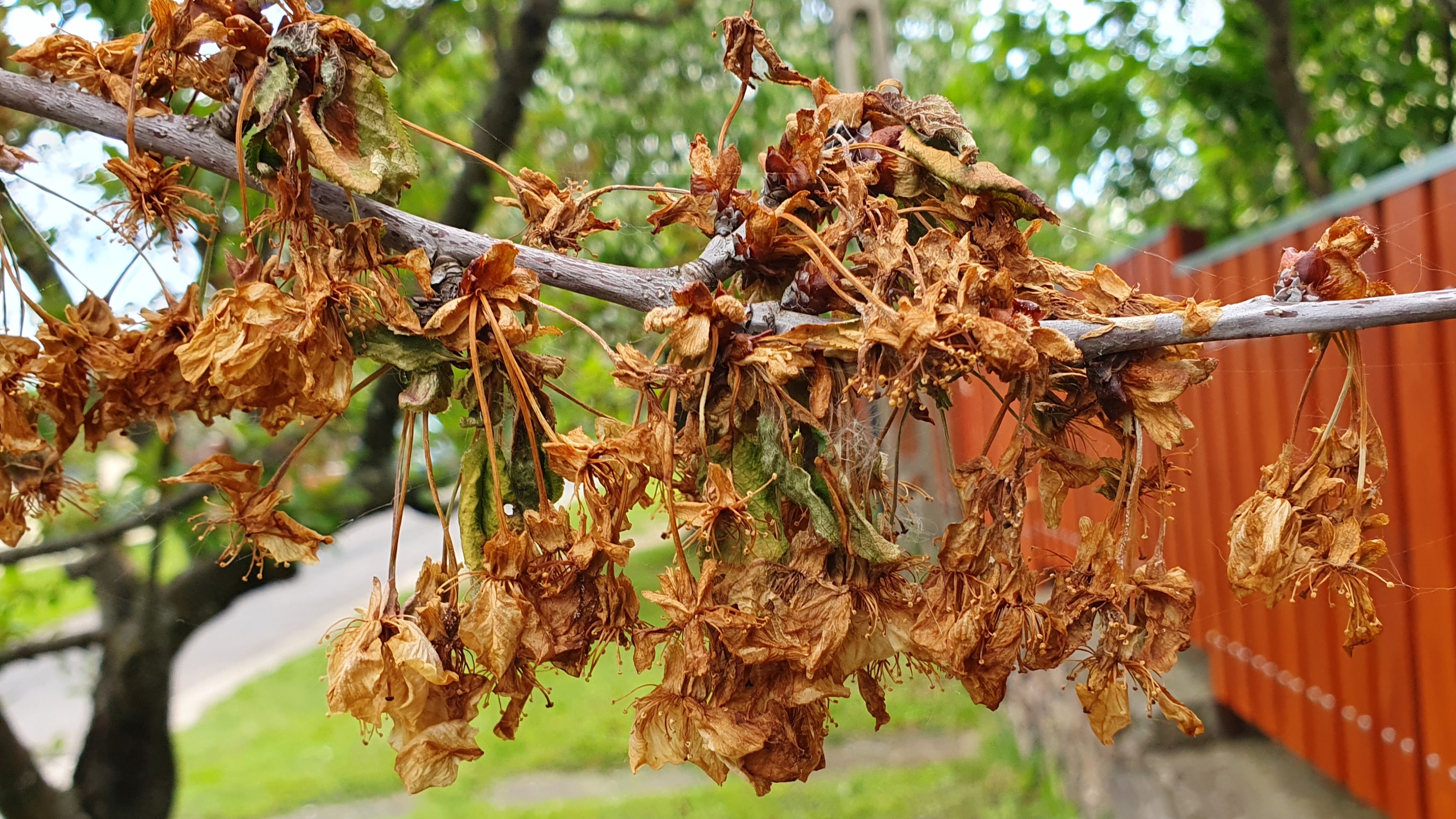 2025. évi 3. – moníliás – növényvédelmi felhívás