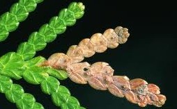 Növényvédelmi teendők – 2013. július 25-31.