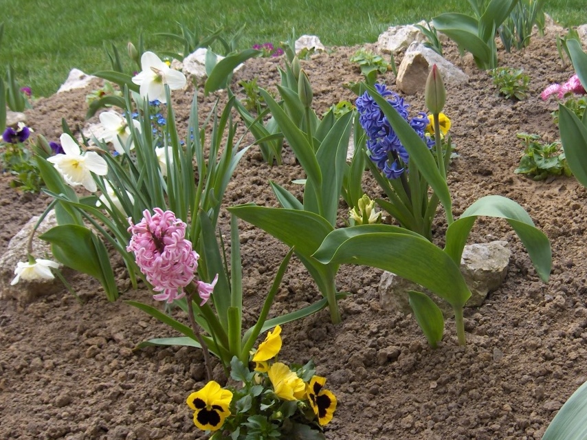 A kerti jácint, leírása, igényei, ültetése