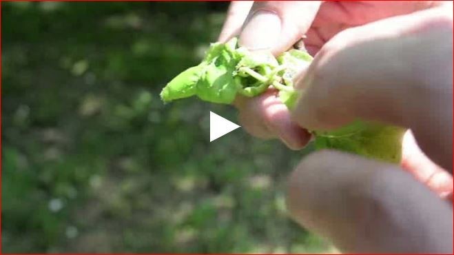 Az első levéltetű kolóniák megjelenése (körte, rózsa) - Zsigó György