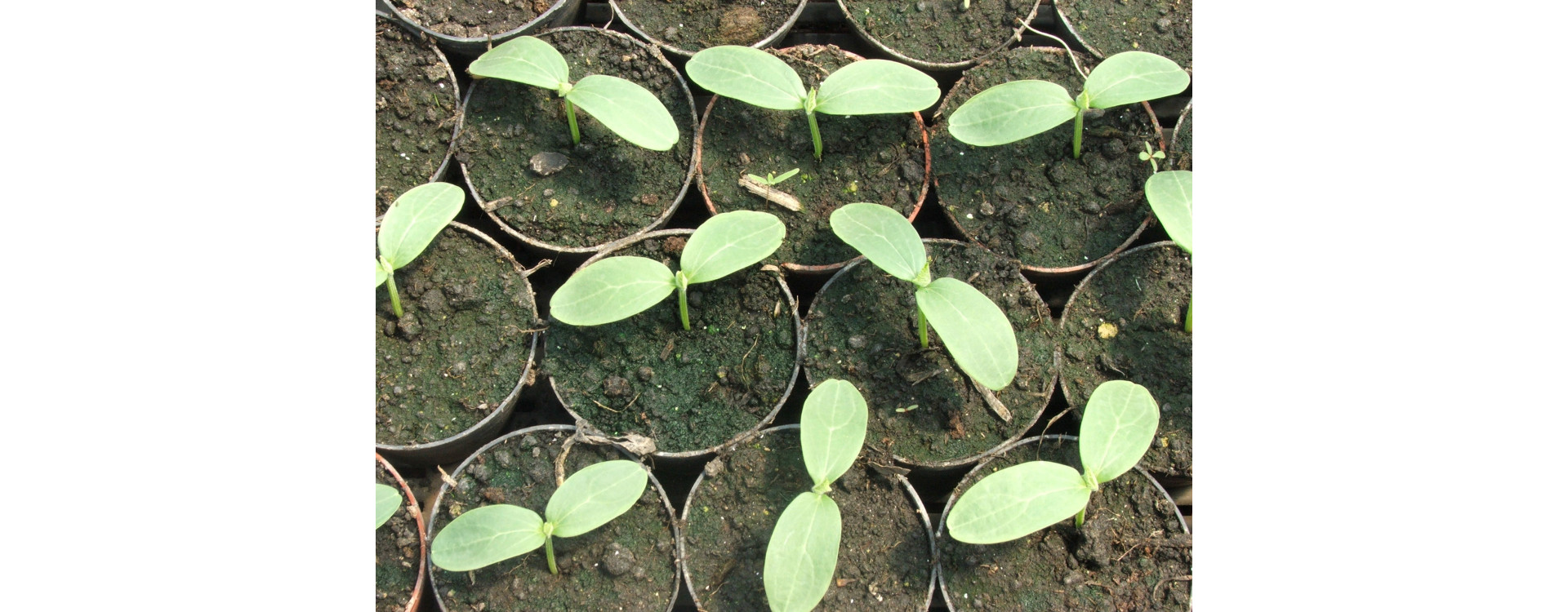 Növényvédelmi teendők – 2019. március 21-27.