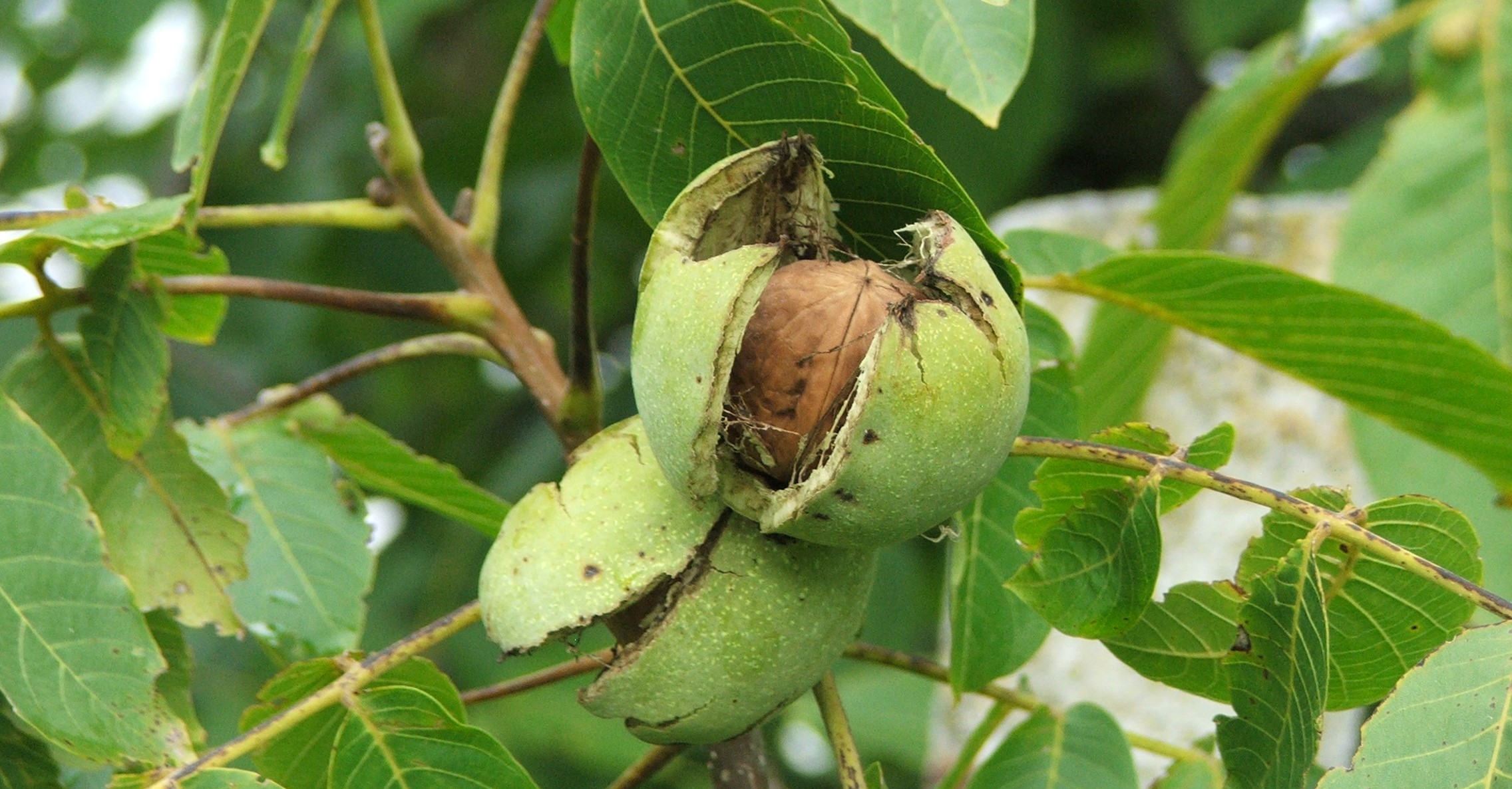 Növényvédelmi teendők – 2023. szeptember 1. hét