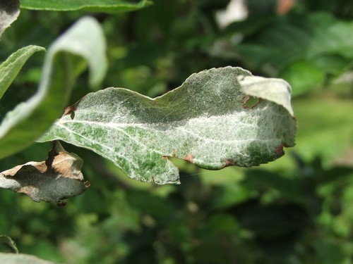 Növényvédelmi teendők – 2018. április 28.-május 4.