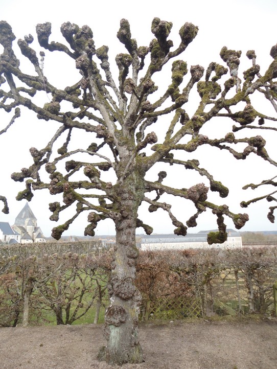 Macskafej a hársfán