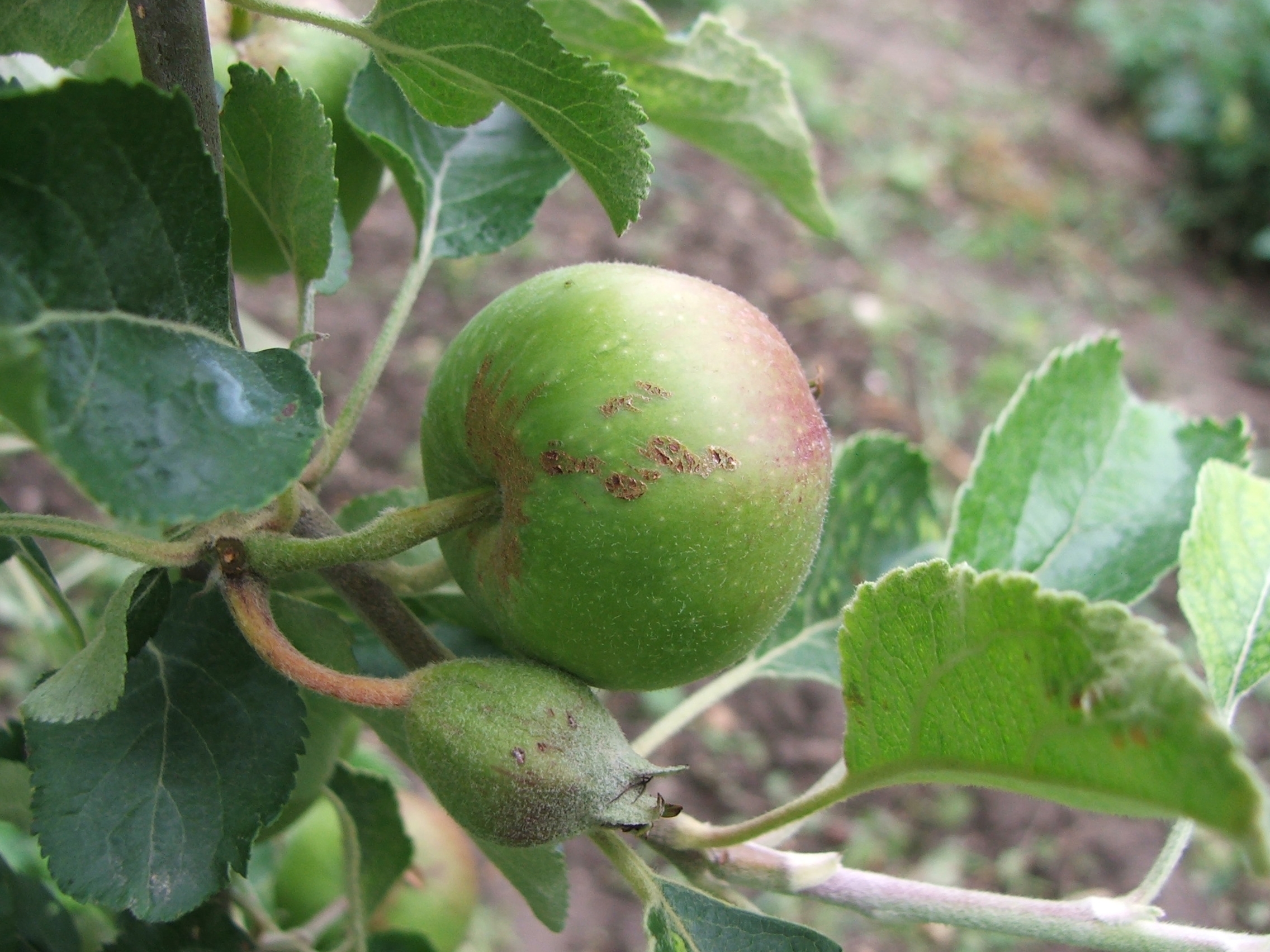Növényvédelmi teendők – 2013. június 14-20.