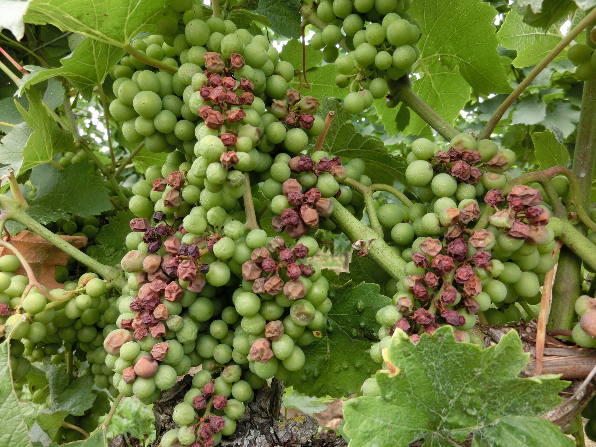 Növényvédelmi teendők 2013. augusztus 8-14.