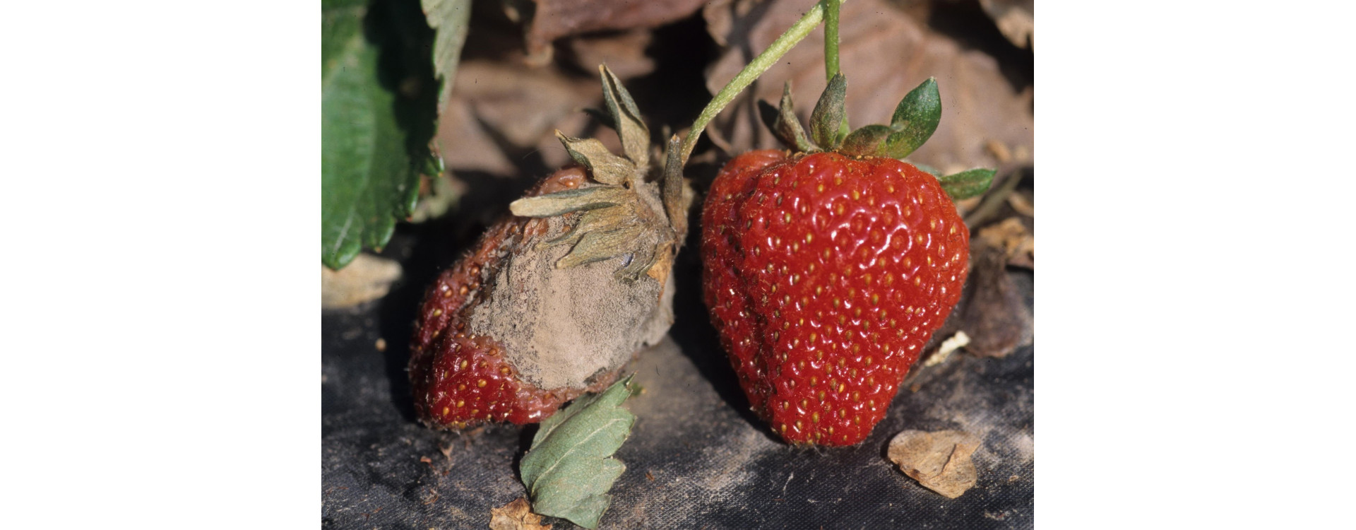 Növényvédelmi teendők – 2019. május 30 – június 5.