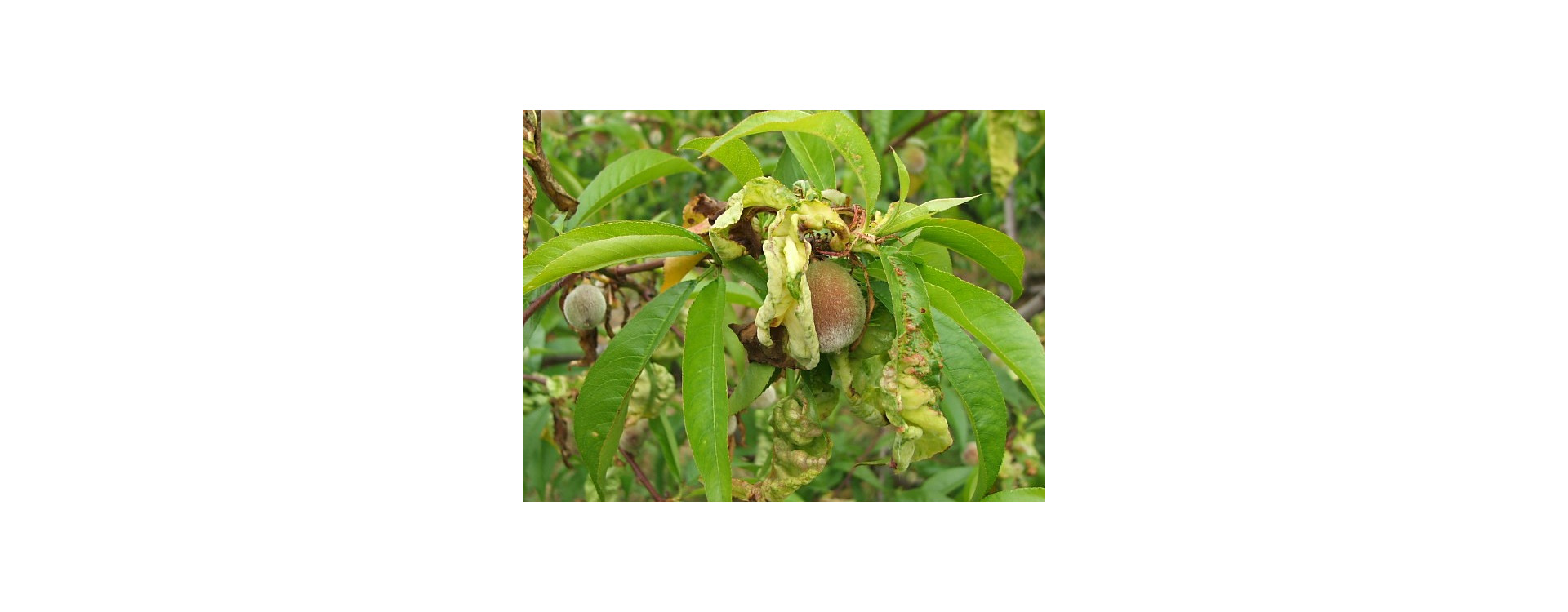 Növényvédelmi teendők – 2020. március 14-20.