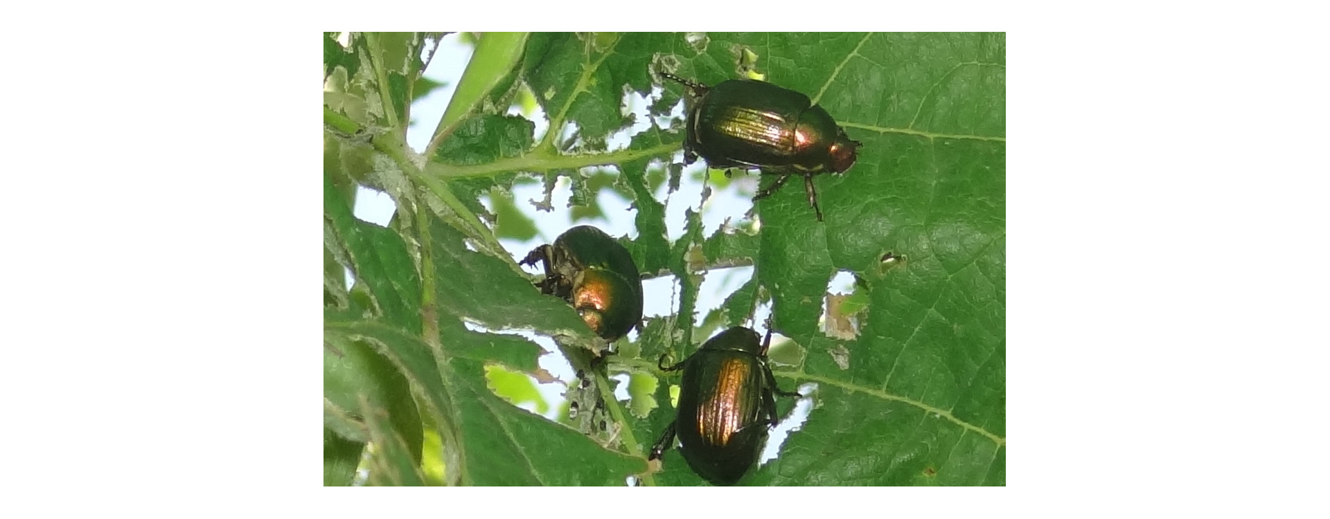 Növényvédelmi teendők – 2021. július 22-28.