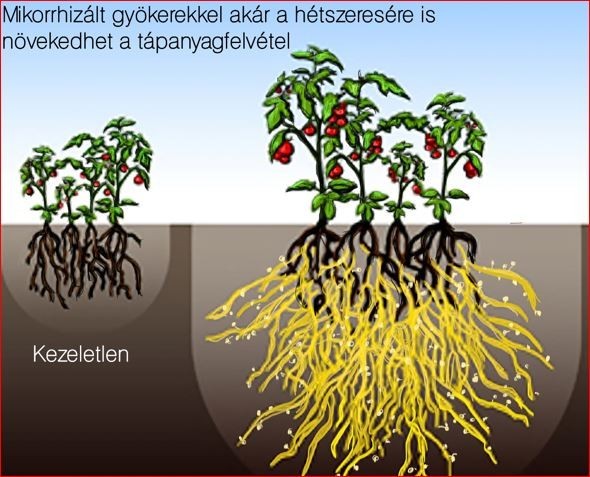 Öregapám azt tanácsolta... MUNKÁRA BÍRNI A TERMÉSZETET MIKORRHIZA TECHNOLÓGIÁVAL