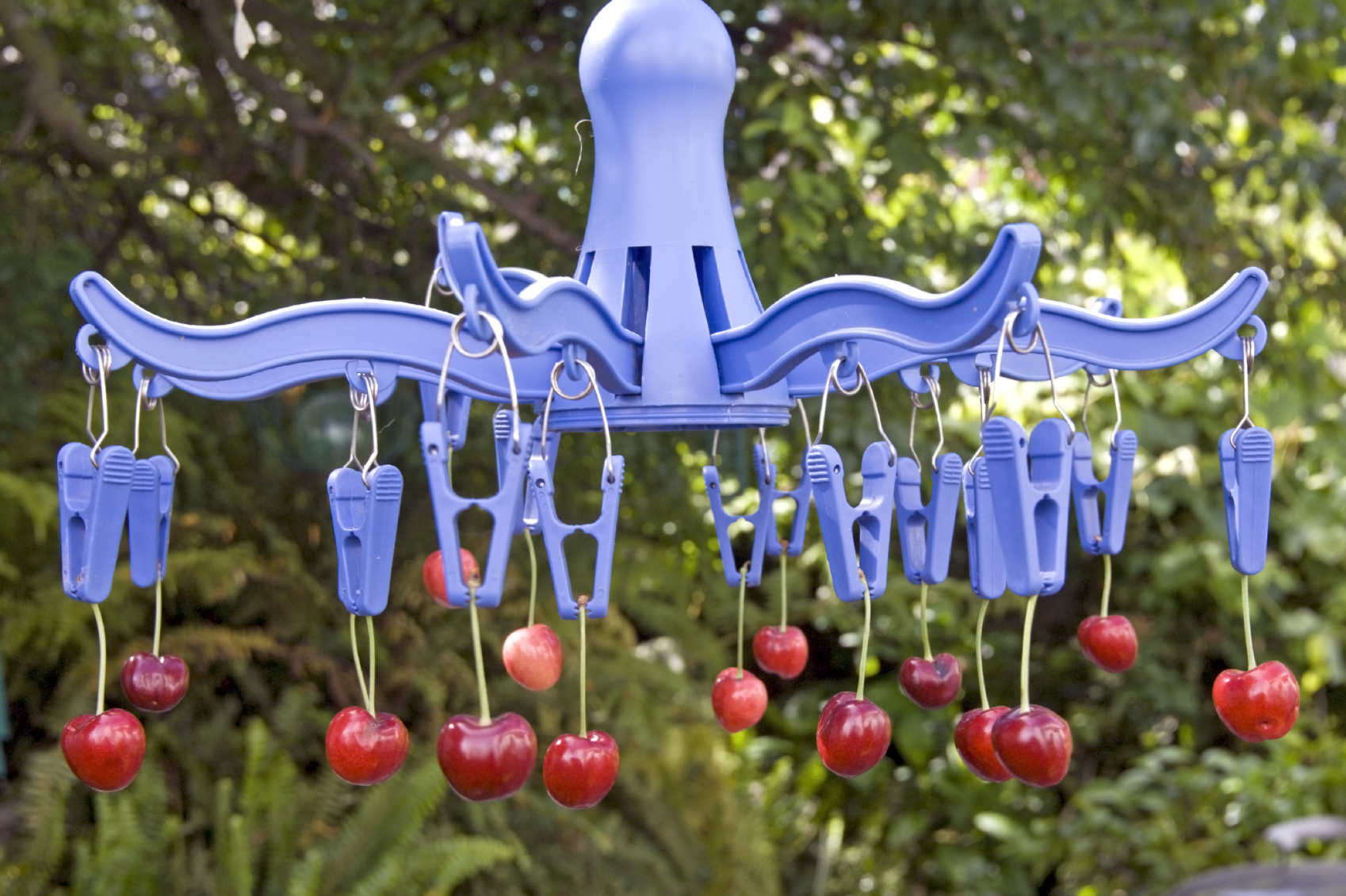 Napos gyümölcszsugorítás