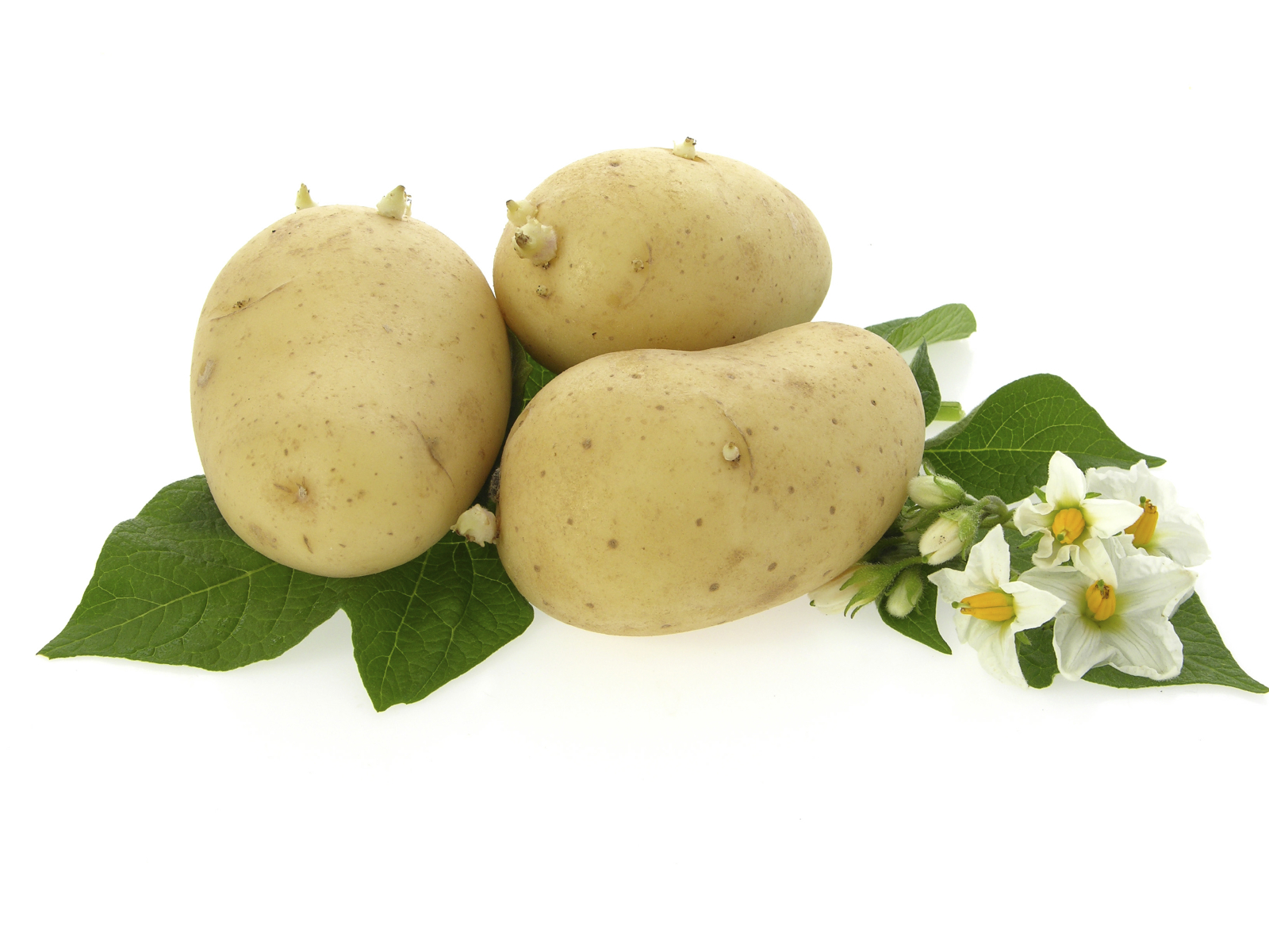 Útjára indult a milliárdos burgonyakutatási projekt