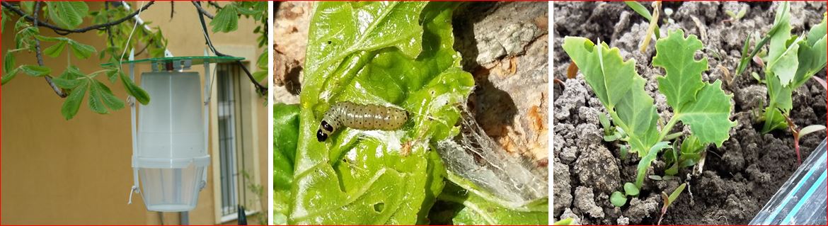 Zsigó György – Hasznos közlendők kertbarátoknak – 2017/5