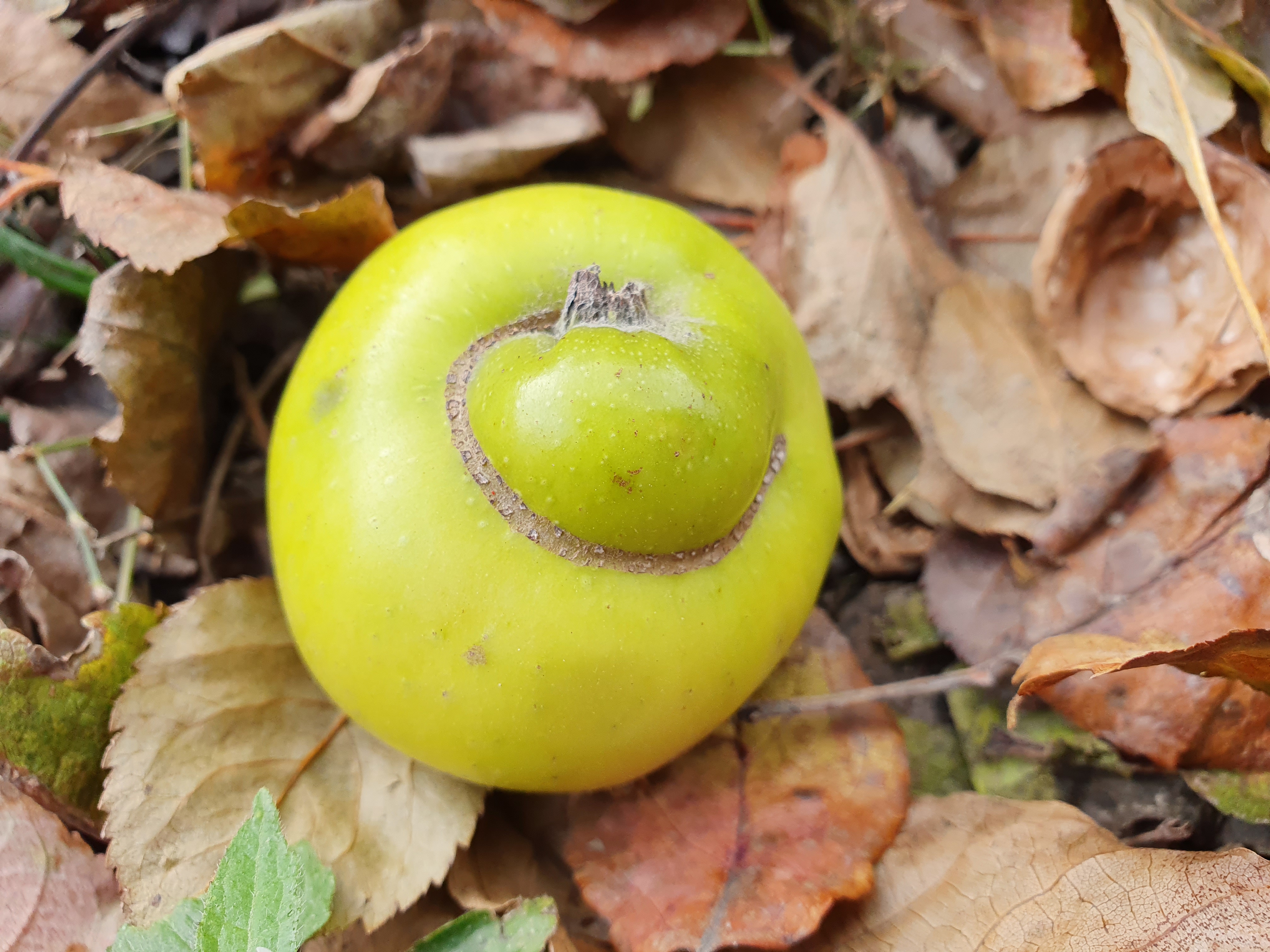 2021. évi 24. – most már tényleg az idei utolsó – növényvédelmi felhívás – Zsigó György