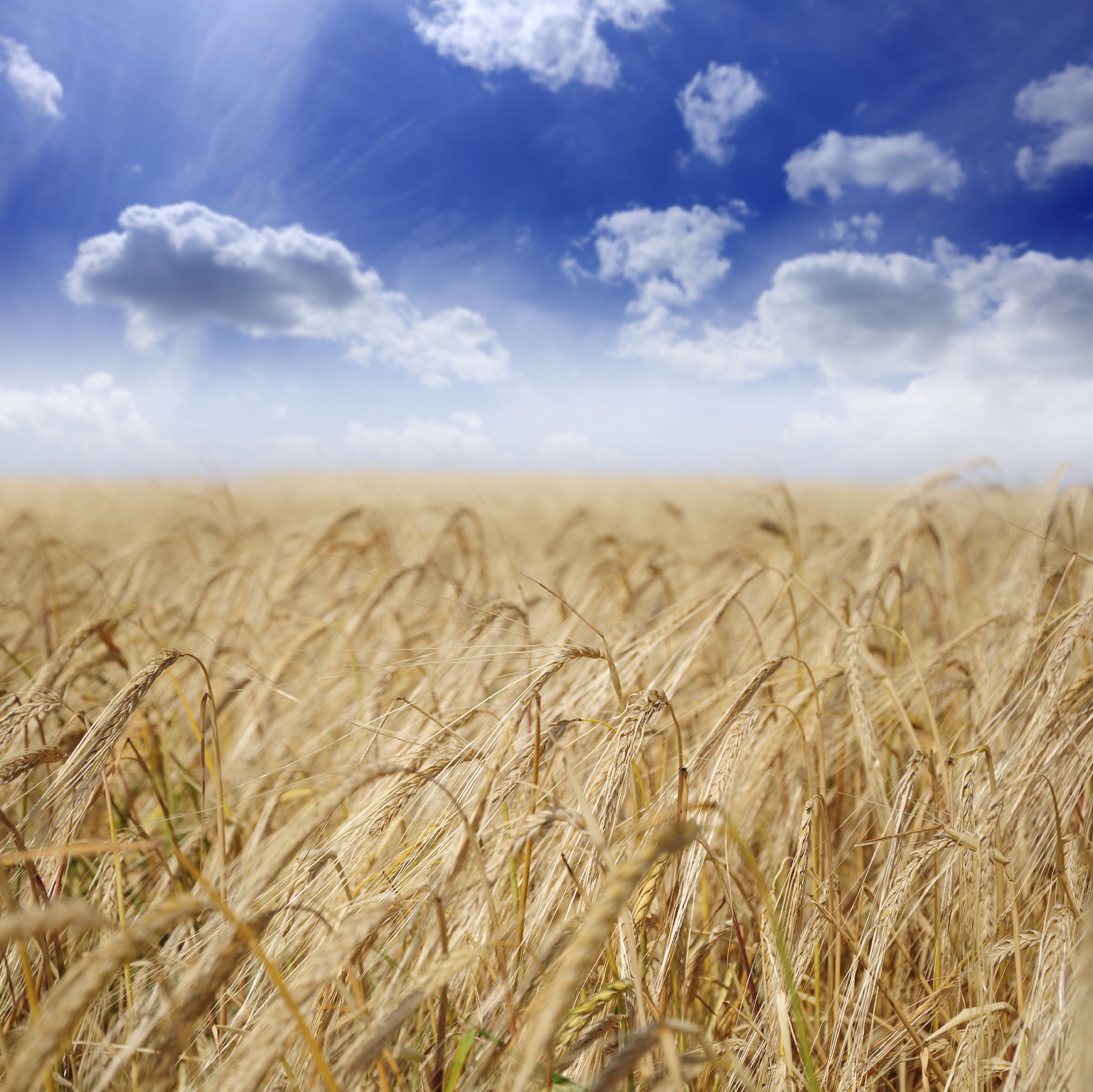 Új Trinity gyomirtó permetezőszer