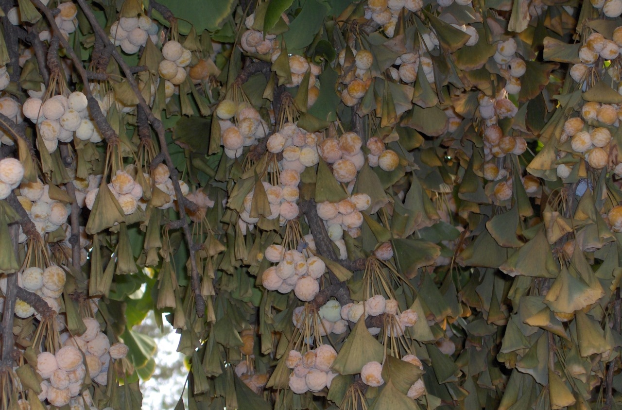 Növényekkel, a rovarokkal szemben