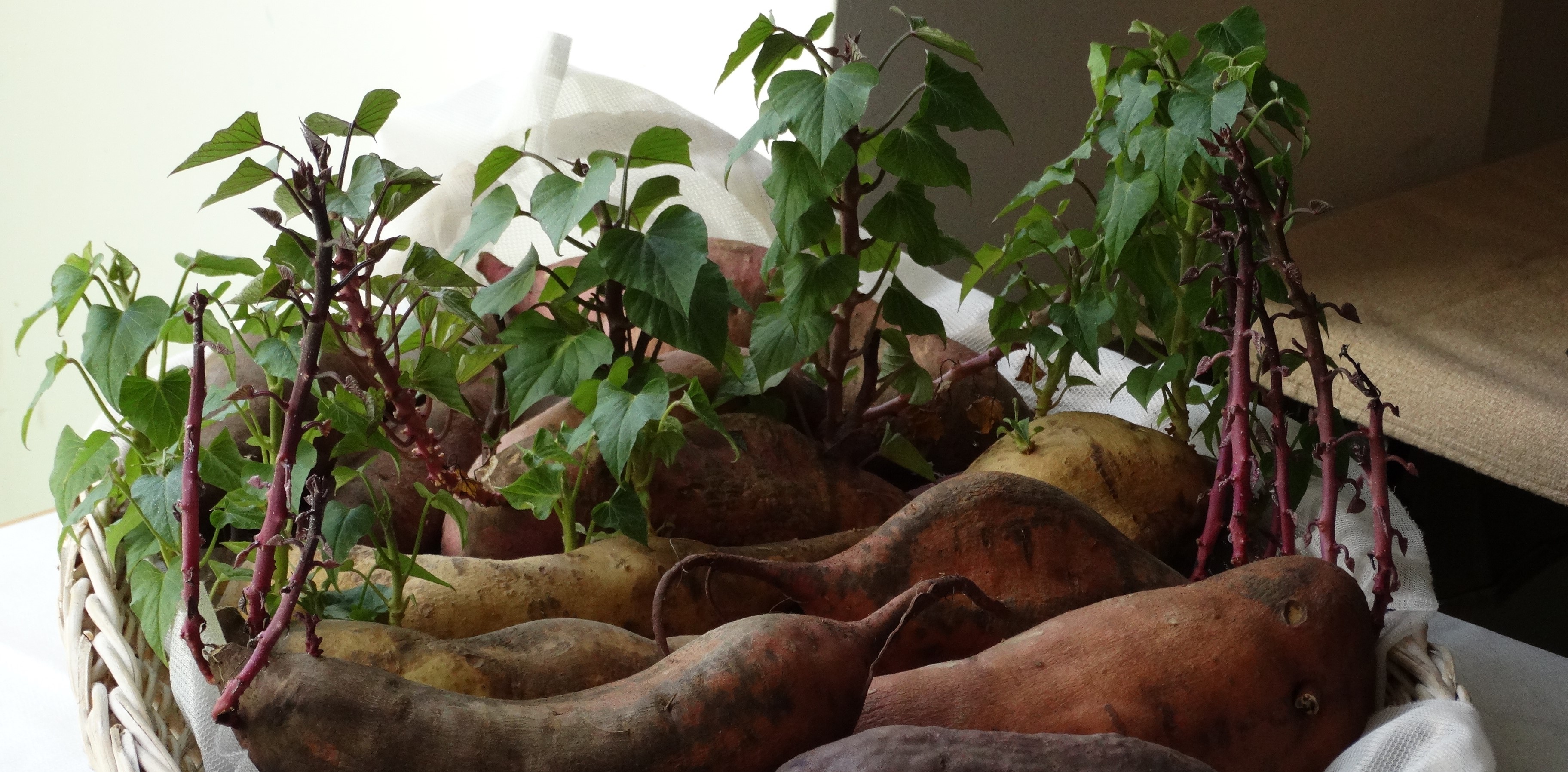 Édesburgonya, ami nem burgonya