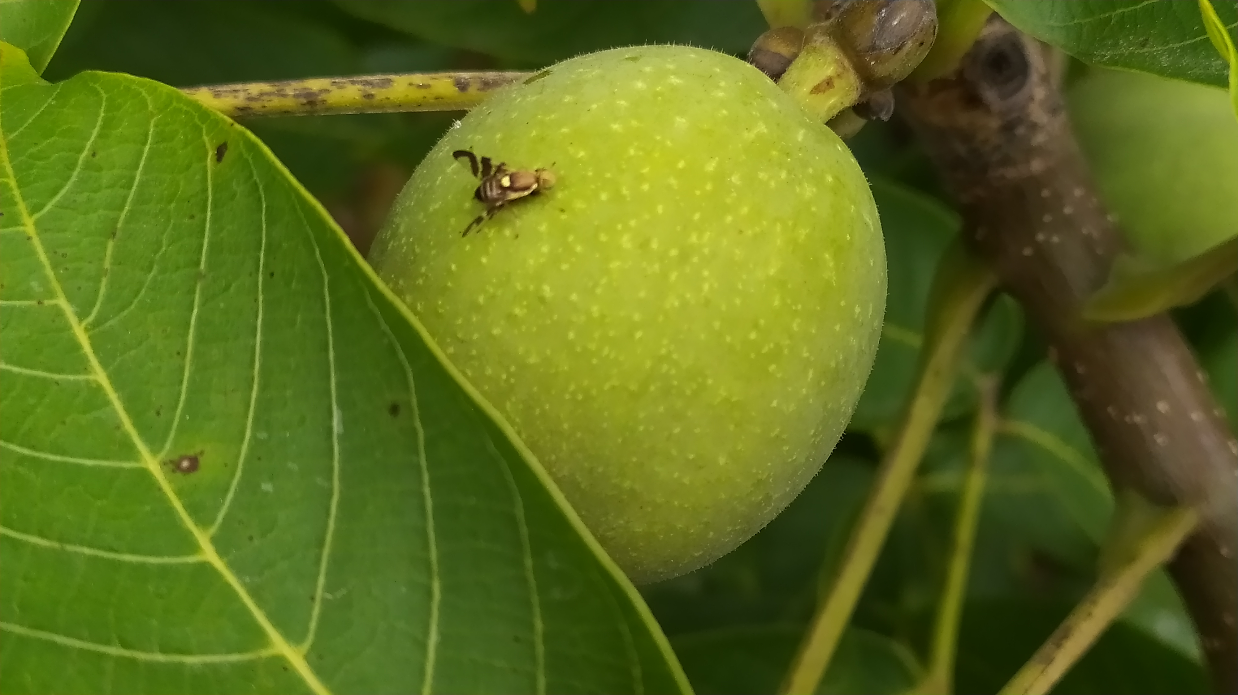 Növényvédelmi teendők – 2022. június 17-23.